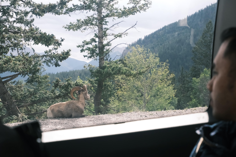 كالجاري: شروق الشمس في بحيرة موراين وبحيرة لويز ورحلات السفاري للحياة البريةCalgary:Moraine Lake Sunrise &amp; Lake Loui