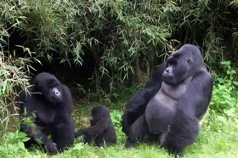 Bwindi National Park: 3 Day Mountain Gorilla Trekking Safari
