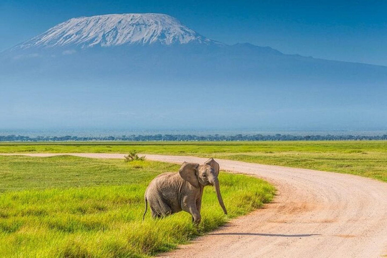 Safari de nuit dans le parc national d'Amobeli