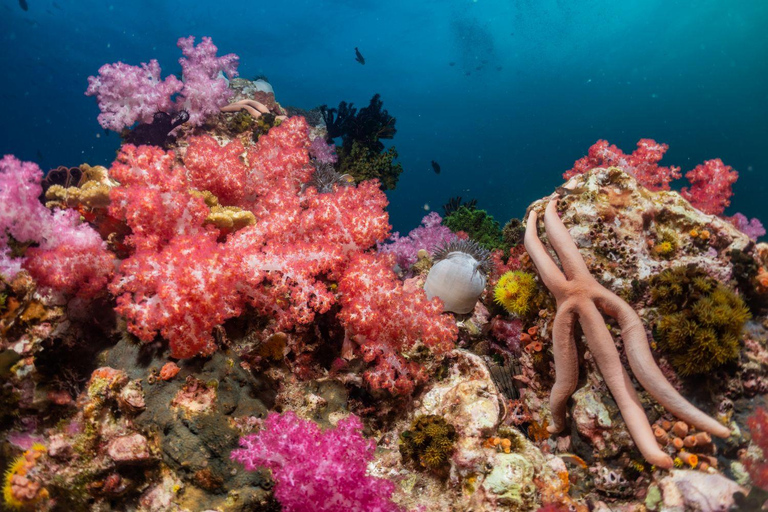Similan 2Day-1Night Onboard MV Koon Scuba Dive or Non-Dive From Phuket Similan MV Koon Scuba with Dive - Sharing Room
