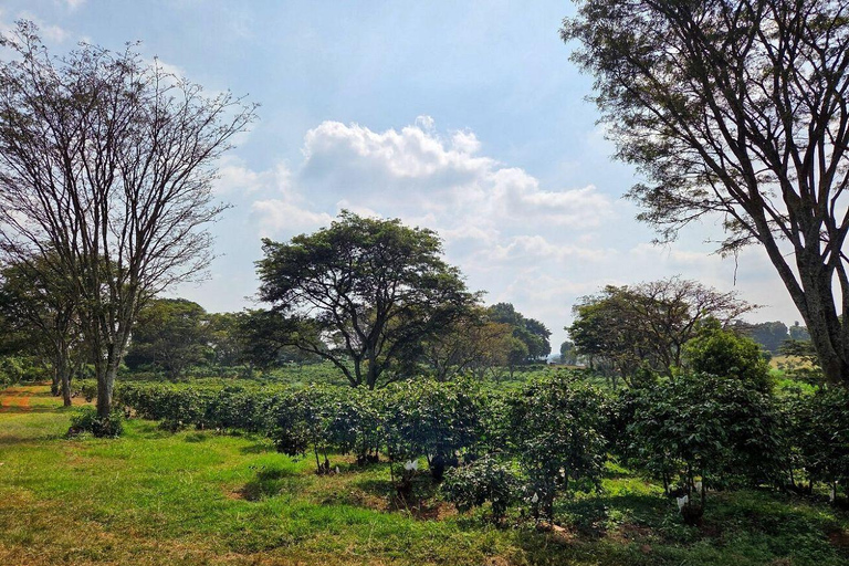 Nairobi: Half day Coffee Farm tour with a local guide