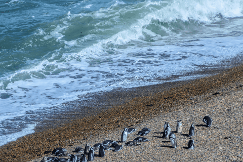 El Calafate: Monte León 4x4 Wolves and Penguins Excursion