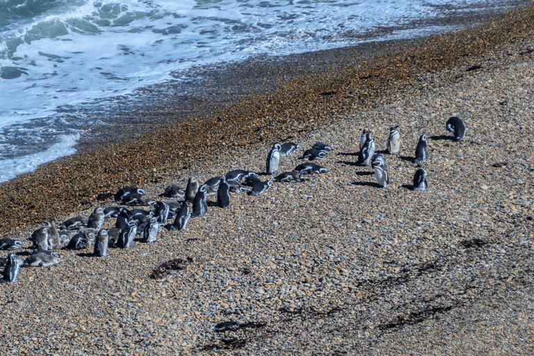 El Calafate: Monte León 4x4 Wolves and Penguins Excursion