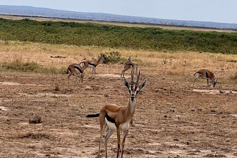 Nairobi: 4 Days epic trip to Amboseli, Tsavo West & East