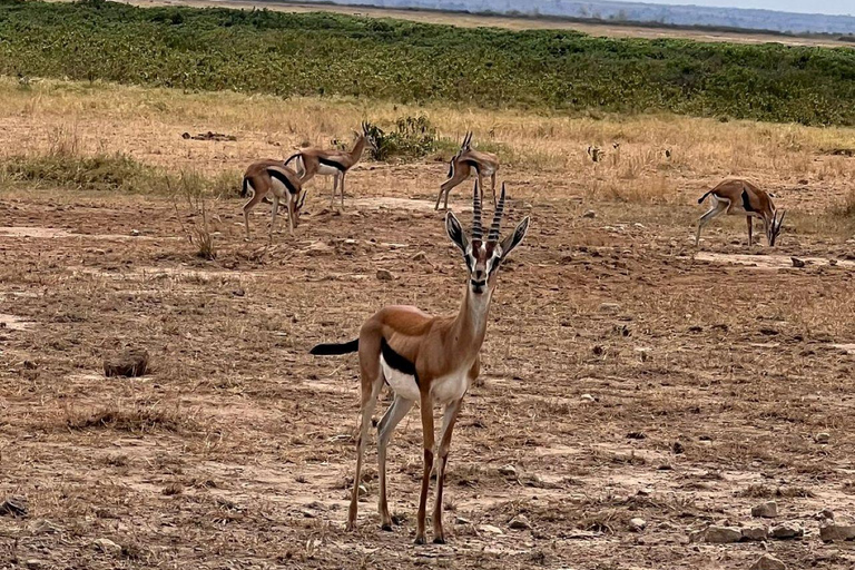 Nairobi: 4 Days epic trip to Amboseli, Tsavo West & East