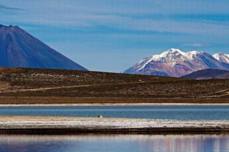 Arequipa: Salinas Lagoon Tour