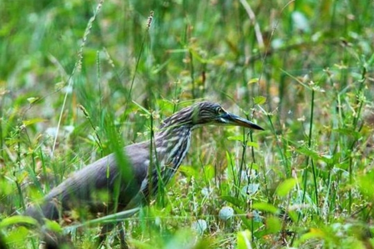 Gevleugeldwonder vanMuthurajawela Wetland:VogelexpeditieWaikkal