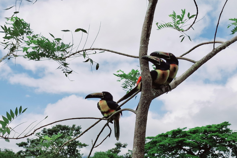 Rio Celeste Waterfall: Rain Forest Hike & Sloth Observation Waterfall-Lunch-Sloth Observation:SelfDrive to Meeting Point