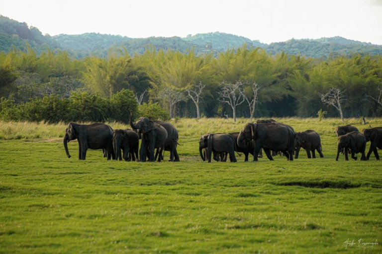 Safari Jeep Adventure: Minneriya, Kaudulla or Eco Park