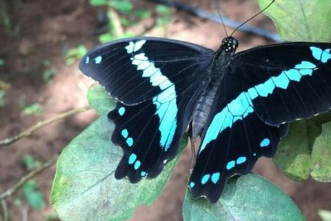 Zanzibar: las Jozani, centrum motyli i wycieczka na plażę MtendeOdbiór z miejsca zakwaterowania nie jest wliczony w cenę.