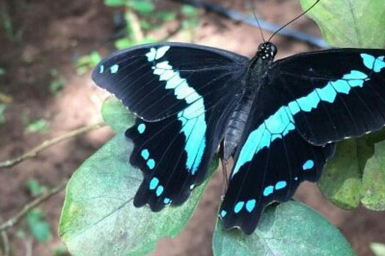 Zanzibar: las Jozani, centrum motyli i wycieczka na plażę MtendeOdbiór z miejsca zakwaterowania nie jest wliczony w cenę.
