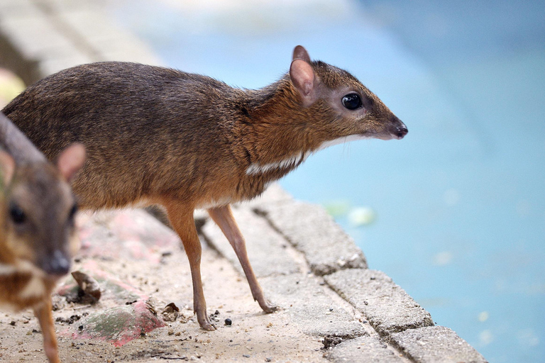 Kedah: Wildlife Park Langkawi Admission TicketAdmission Ticket for Non-Malaysian