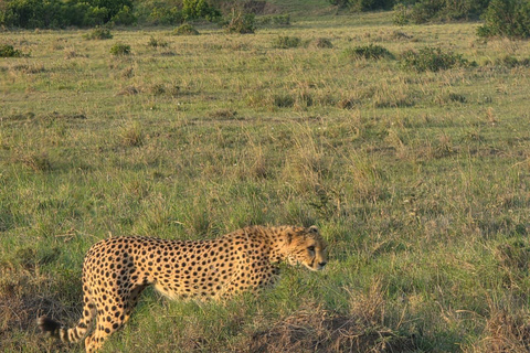 From Nairobi: 2 Days Maasai Mara Group Safari in 4WD Jeep 2 Days Maasai Mara Private safari