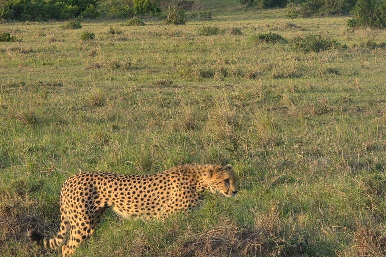 From Nairobi: 2 Days Maasai Mara Group Safari in 4WD Jeep 2 Days Maasai Mara Private safari