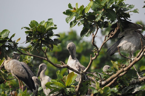 Mirissa: Kayaking & Bird watching Experience Sunrise or Sunset Bird watching Kayaking (Pickup included)