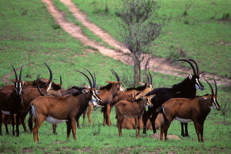 Full-Day Shimba Hills Safari: Wildlife & Sheldrick Falls