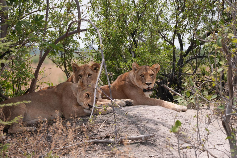 Victoria Falls: Zambezi National Park Golden Hour Safari