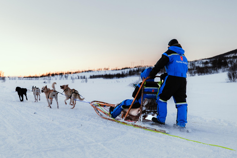 From Tromsø: Dog Sledding Experience with Transfer