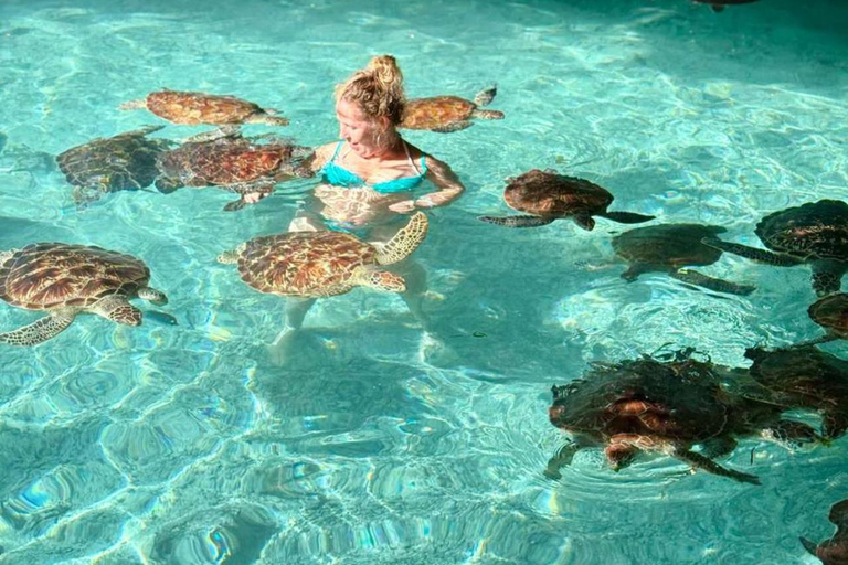 Jozani Forest & Turquoise Waters Turtle Swim at Salaam Cave TOUR WITHOUT HOTEL PICKUP AND DROP OFF