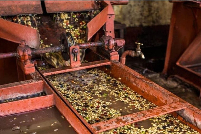 Nairobi: Fairview Coffee Estate Tour with Coffee Tasting