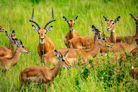 From Zanzibar: Best Day Safari Mikumi with flights and lunch