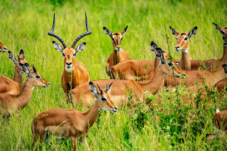 From Zanzibar: Best Day Safari Mikumi with flights and lunch