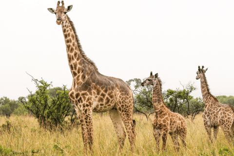 KwaZulu-Natal: Thanda Safari Private Game Reserve Tour