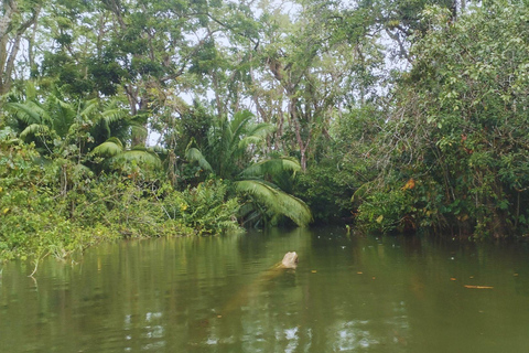 Private Kayaking Adventure: a 2-hour Wildlife Escape Self-Guided Kayaking Adventure: a 2-hour Wildlife Escape