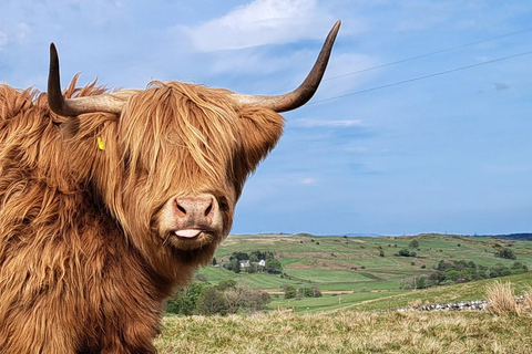 Glasgow: Highland Cow Trailer Tour with home baking