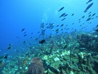 Reserve Cousteau, Scuba diving and snorkeling - Housity