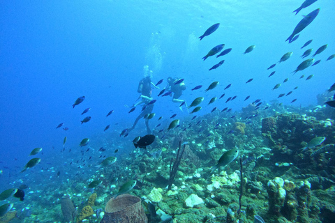 Riserva Cousteau: Immersioni e snorkeling