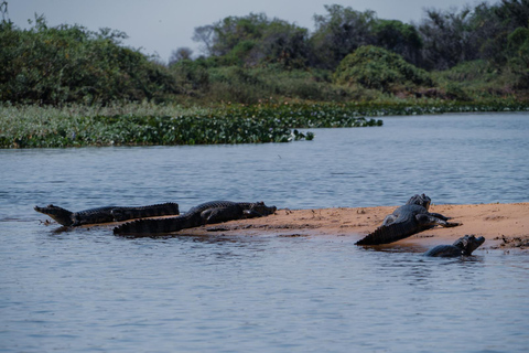 São Paulo: 3-Day Eco Safari Experience in the Pantanal