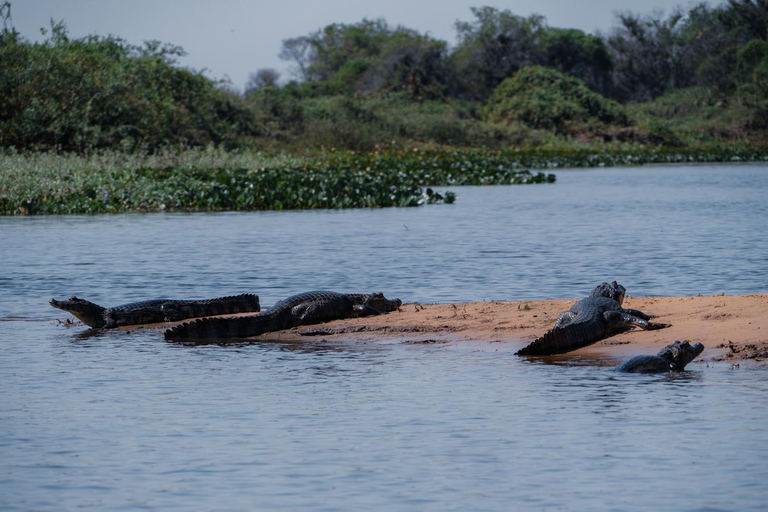 São Paulo: 3-Day Eco Safari Experience in the Pantanal