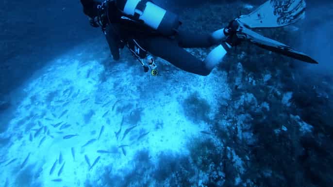 Malta: 2 Scuba Fun Dives for Certified divers