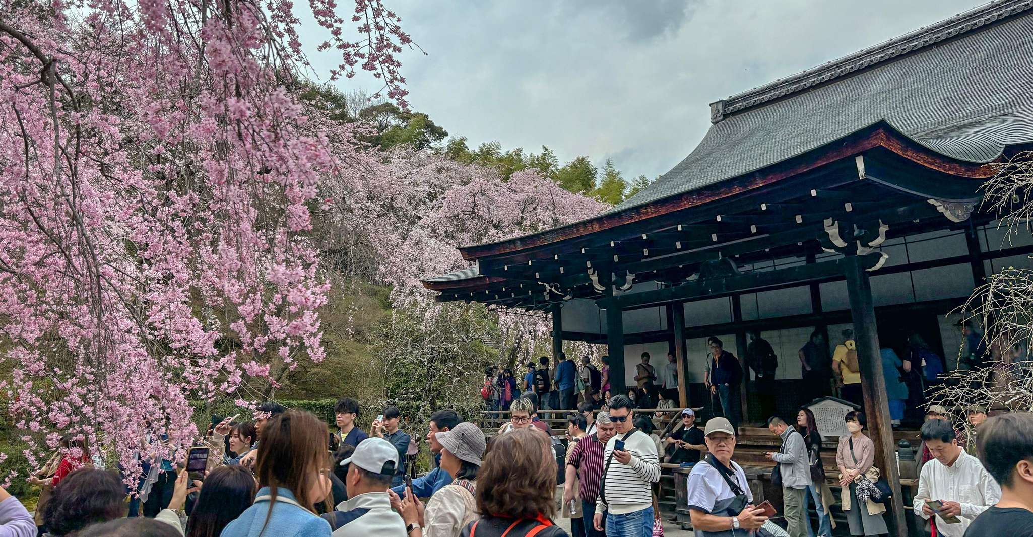 Kyoto: Fushimi Inari, Kinkakuji, Bamboo Grove 1 Day Bus Tour photo 4