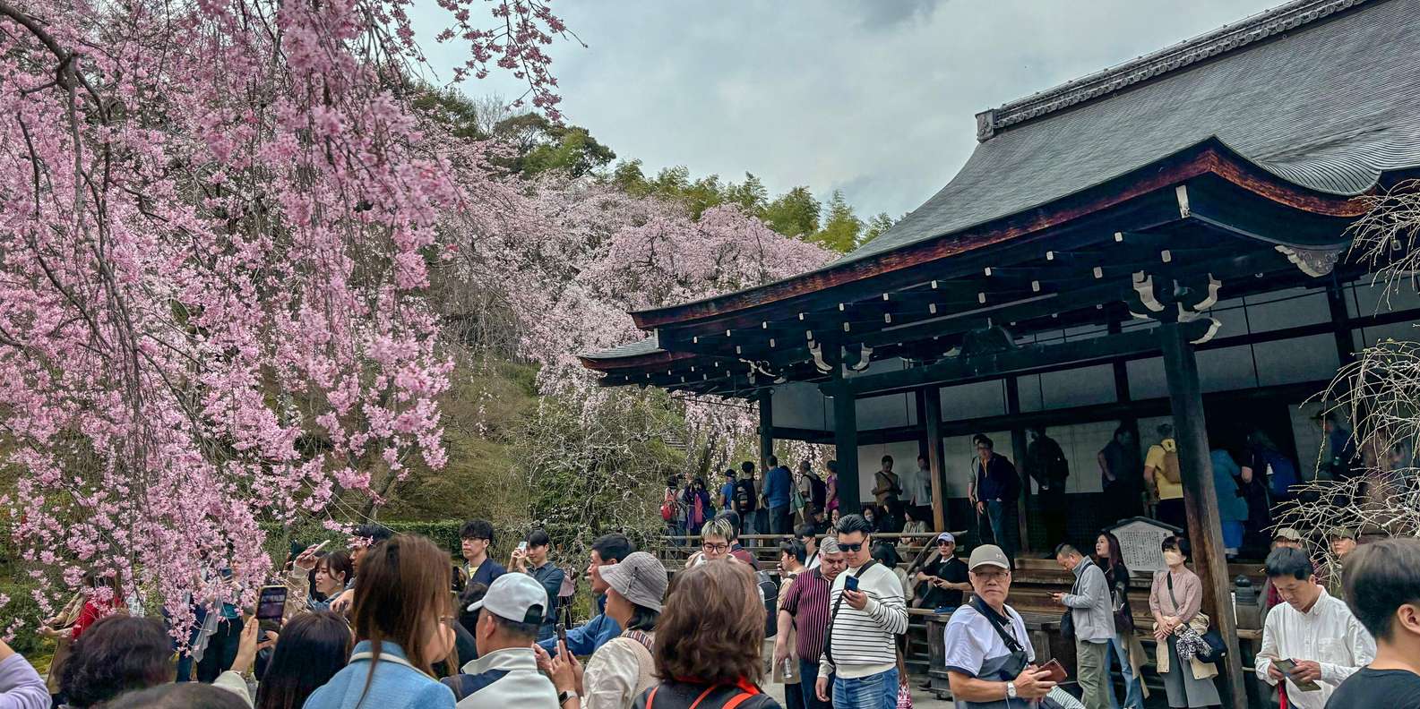 Kyoto experience — temples, geisha, bamboo grove — image 3
