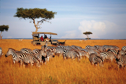 3-dniowe niesamowite safari w Serengeti i Ngorongoro