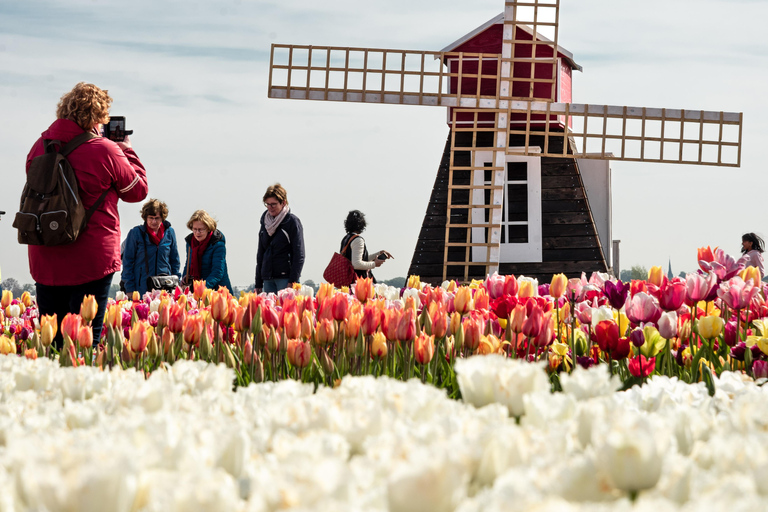 From Amsterdam: Tulip Experience and Tulip Fields Tour 4-hour tour Tulip Experience