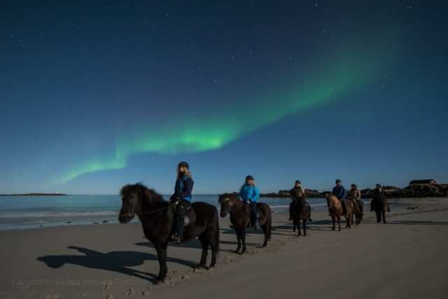 Visit Northern light on horseback in Reine