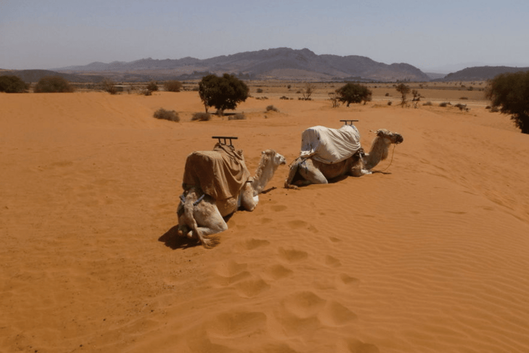 Agadir: Souss Massa 4WD Desert Safari with Lunch