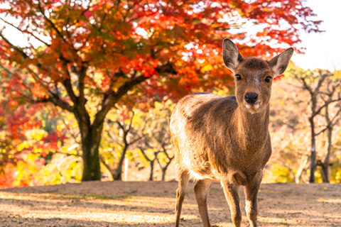 Cute Deer Tour: A One-Day Highlights Tour of Kyoto and Nara Departing from Kyoto