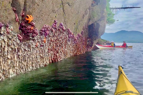 Ketchikan : Excursion en bateau rapide et en kayak de mer à Orca Cove