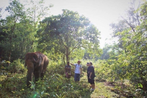 Khao Lak: Einzigartiges Erlebnis im Ethical Elephant Sanctuary in der AbenddämmerungKhao Lak: Einzigartiges ethisches Elefantenerlebnis in der Abenddämmerung