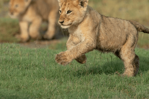 Arusha: 5-Day Great Migration Calving season Safari