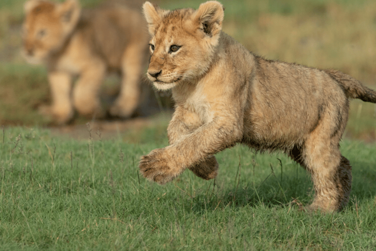 Arusha: 5-Day Great Migration Calving season Safari