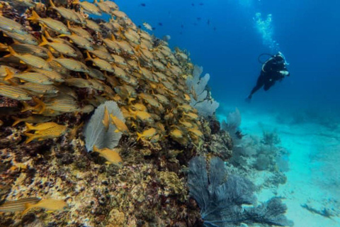 Cancún: Curso PADI Open WaterCancún: Curso PADI Open Water Avanzado