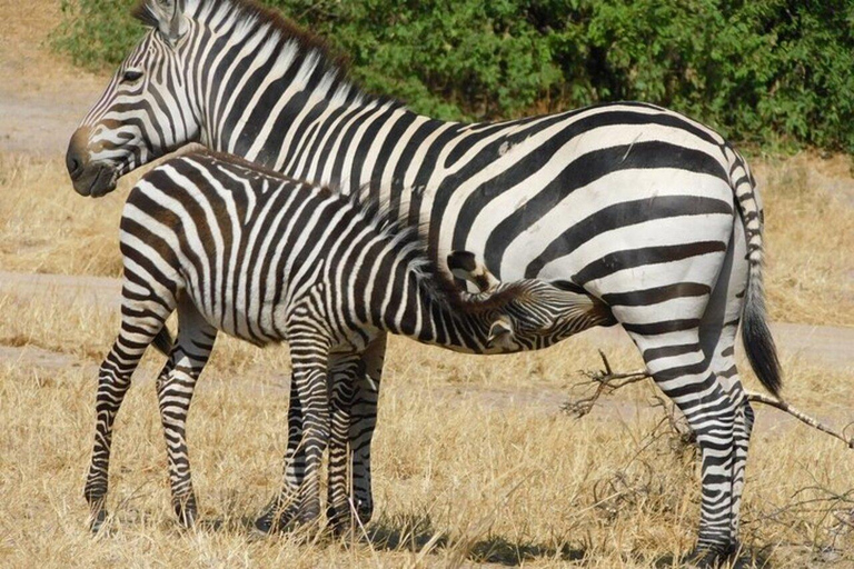 From Zanzibar: 2-Day Mikumi National Park Safari with Train