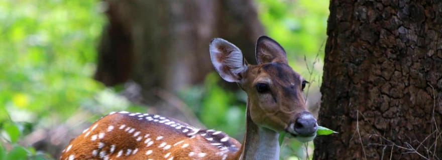 Visite d'une journée à Ooty et Bandipur au départ de Coimbatore