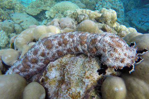 Ko Lanta: Koh Rok e Koh Haa Snorkeling a excursão das joias de Andaman