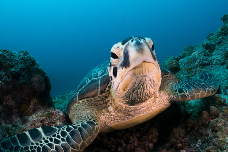 Triolet : plongée sous-marine avec transferts depuis l&#039;hôtelTriolet : Plongée sous-marine avec transferts depuis l&#039;hôtel